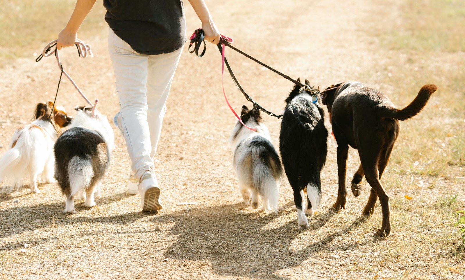 Promenades de chiens